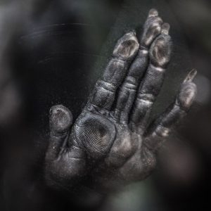 Close-up shot of a monkey's hand pressed against the glass