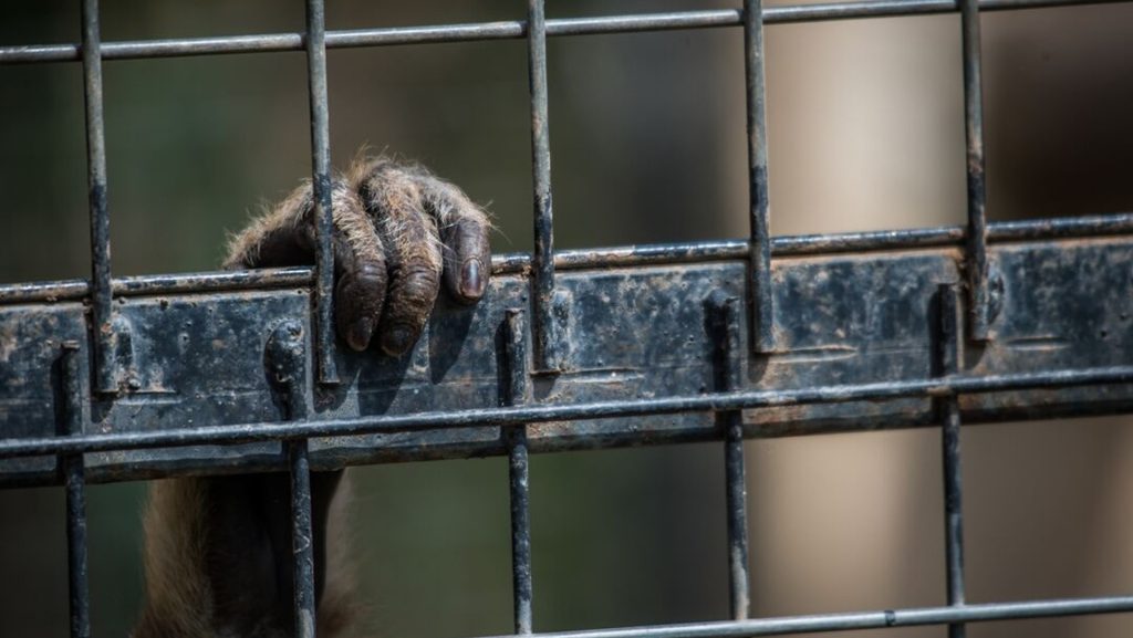 A close-up photo of a monkey's had gripping onto the bars of a cage