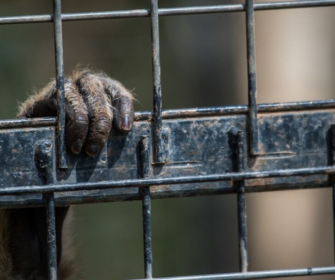 A close-up photo of a monkey's had gripping onto the bars of a cage