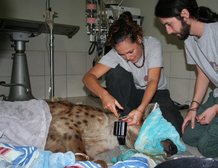 A woman is crouched by a hyena that has been anaesthetised, fitting a collar around its neck.