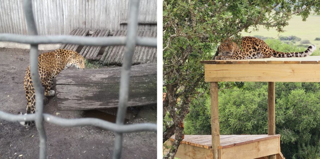 Two images side by side - on the left is a captive leopard in a small concrete cage. On the right is a leopard relaxing on a wooden platform with the countryside in the background.