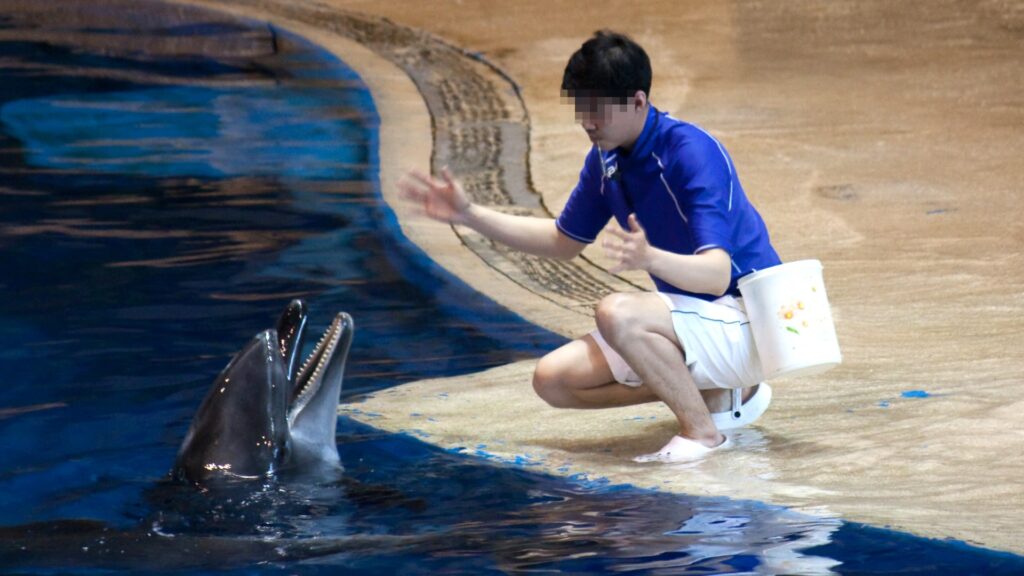 A photo of a captive dolphin taking part in a show. A man is crouching at the edge of the pool with his face blurred.