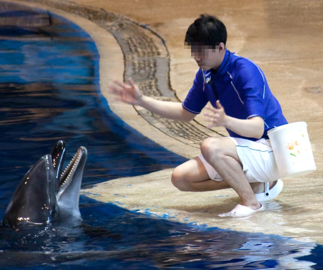 A photo of a captive dolphin taking part in a show. A man is crouching at the edge of the pool with his face blurred.