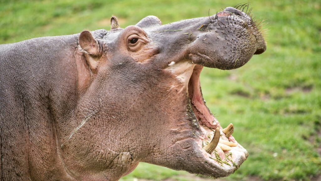 A photo of a wild hippo standing on grass with its mouth wide open