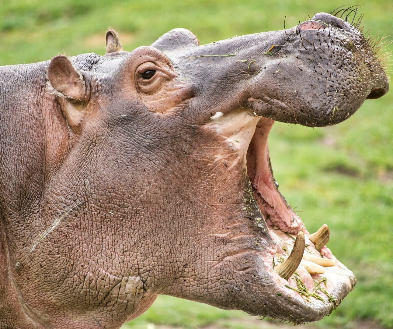 A photo of a wild hippo standing on grass with its mouth wide open