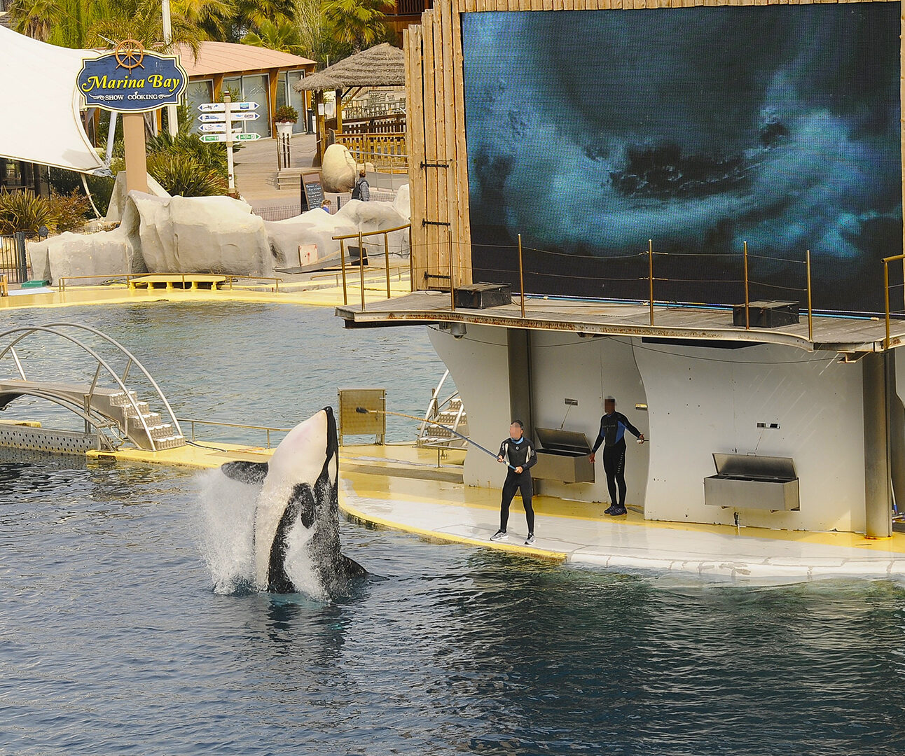 An orca leaps out of the water in a marine park pool, while a trainer is holding a pole out for the orca to jump towards