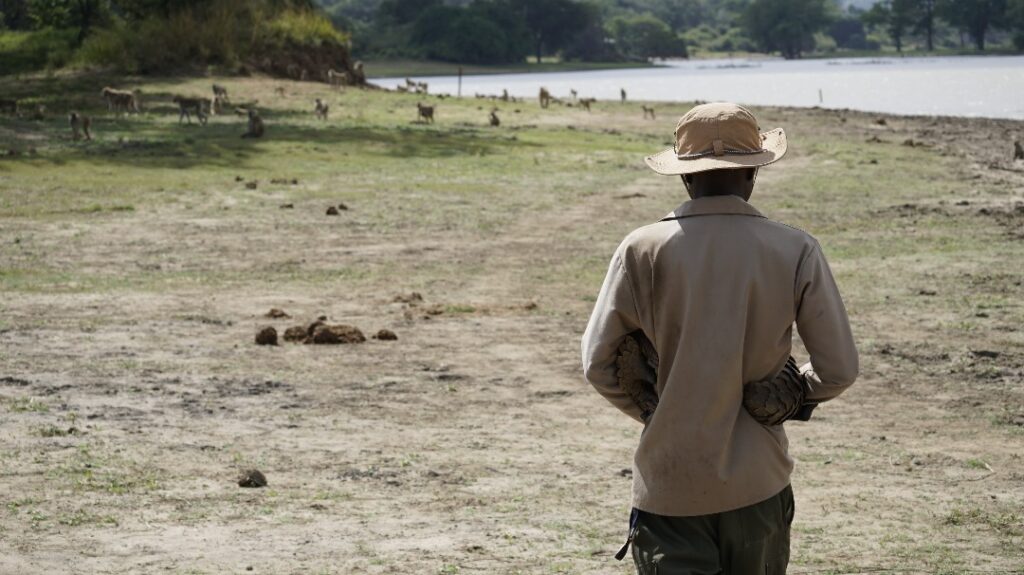 A person in light coloured shirt and hat with their back to the camera, a pangolin wrapped around their waist