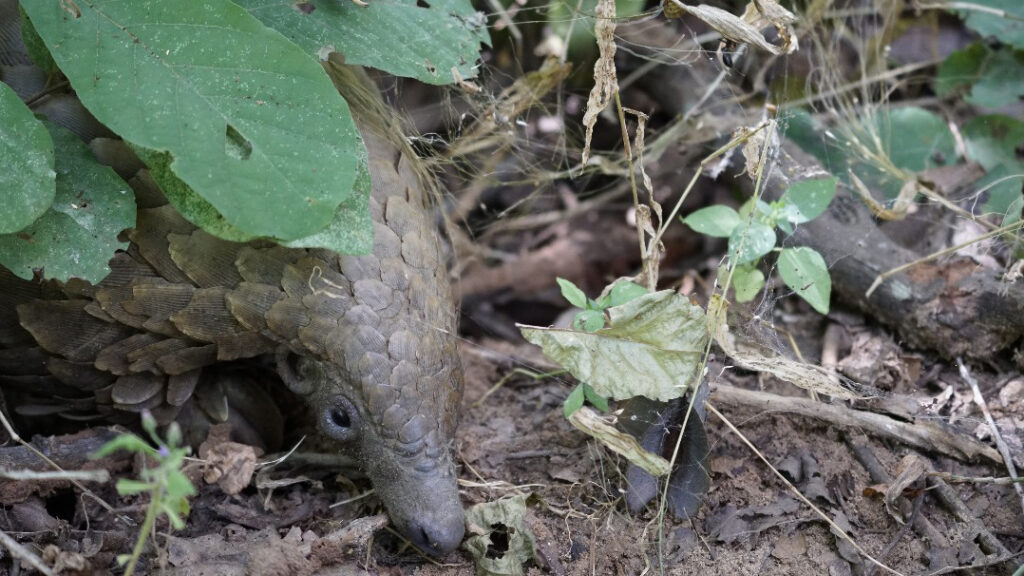 Close up of a pangolin foraging on the ground