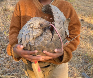 Close up of a curled pangolin being held in someone's arms