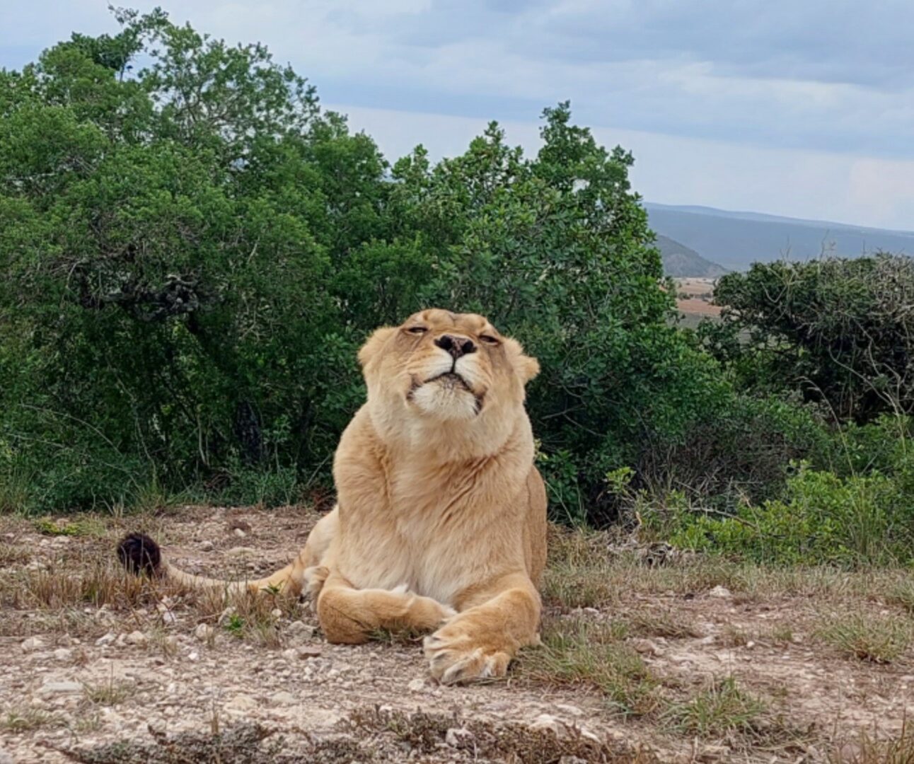 A lioness lying down on top of a hill with rolling countryside in the background, she has her head slightly raised as if smiling