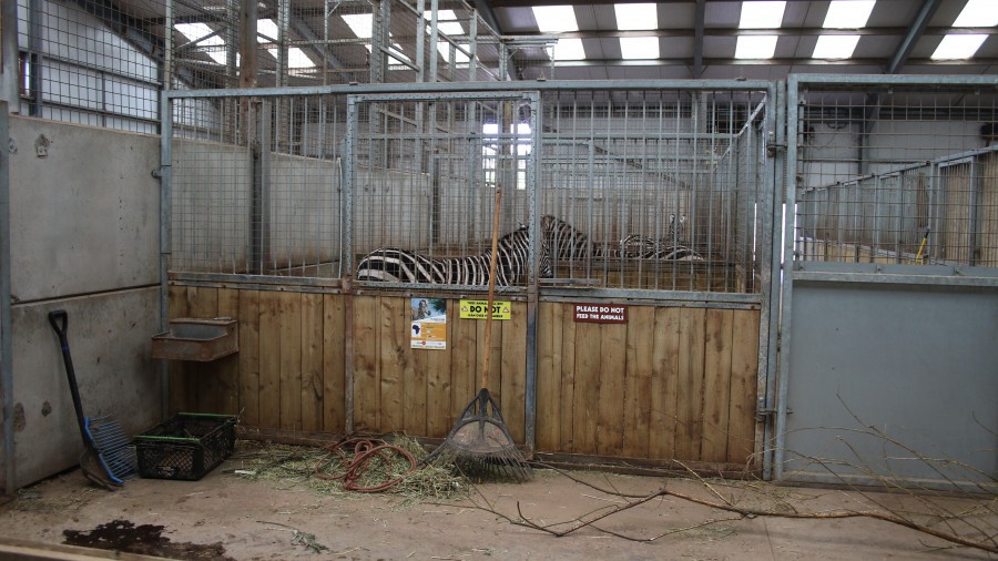 Zebras standing in an indoor zoo enclosure which is heavily barred. There is faeces on the floor.