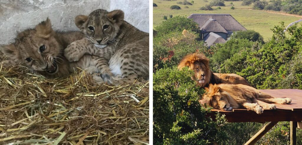 Two photos side by side. On the left two tiny lion cubs snuggled together on a bed of hay. On the right, two fully grown lions lying together on a wooden viewing platform in Africa.