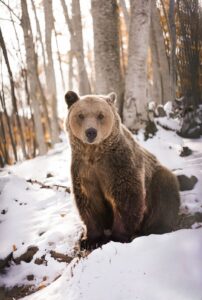 A brown bear sitting looking at the camera, in a snowy landscape