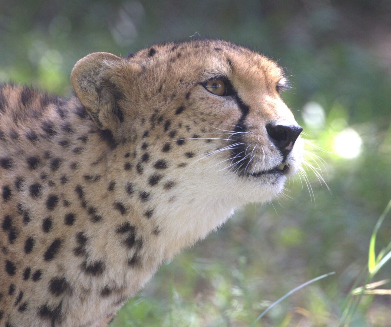 A profile shot of a cheetah looking into the distance, with a blurred natural background