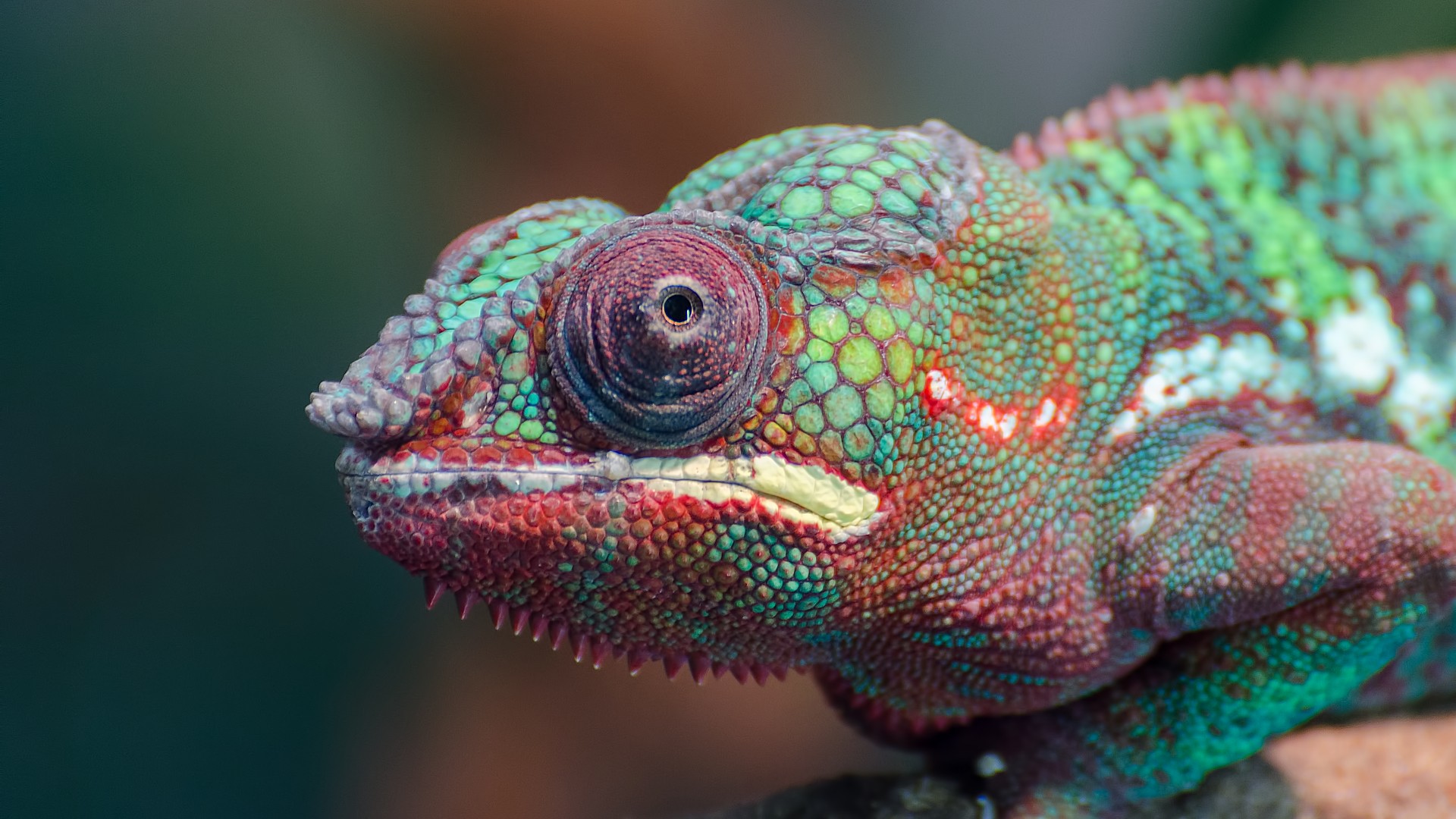 A close-up image of a brightly coloured chameleon