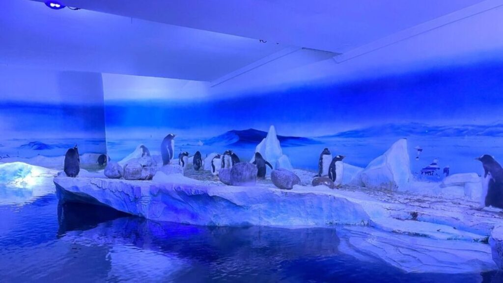 A group of penguins standing on an artificial glacier in a dimly-lit underground aquarium