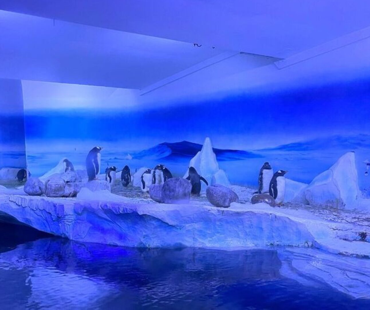 A group of penguins standing on an artificial glacier in a dimly-lit underground aquarium