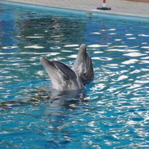 Two dolphins performing tricks in a swimming pool