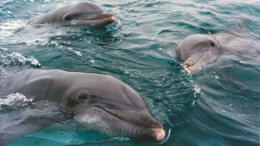 A close-up photo of three dolphins in a pool