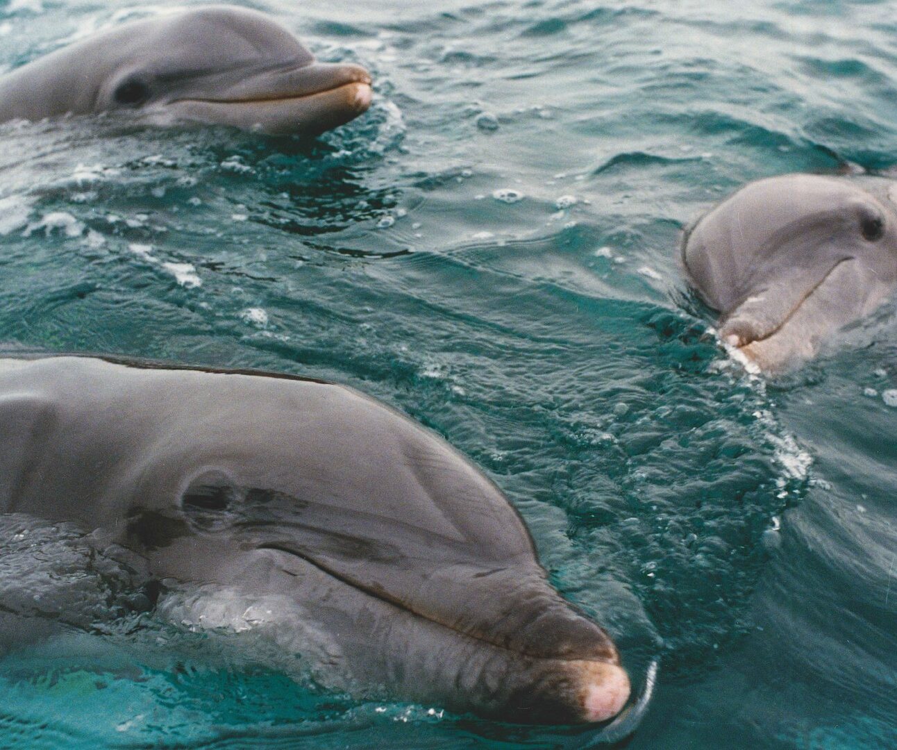 A close-up photo of three dolphins in a pool