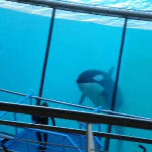 An orca inside a glass tank with a person standing the other side of the glass