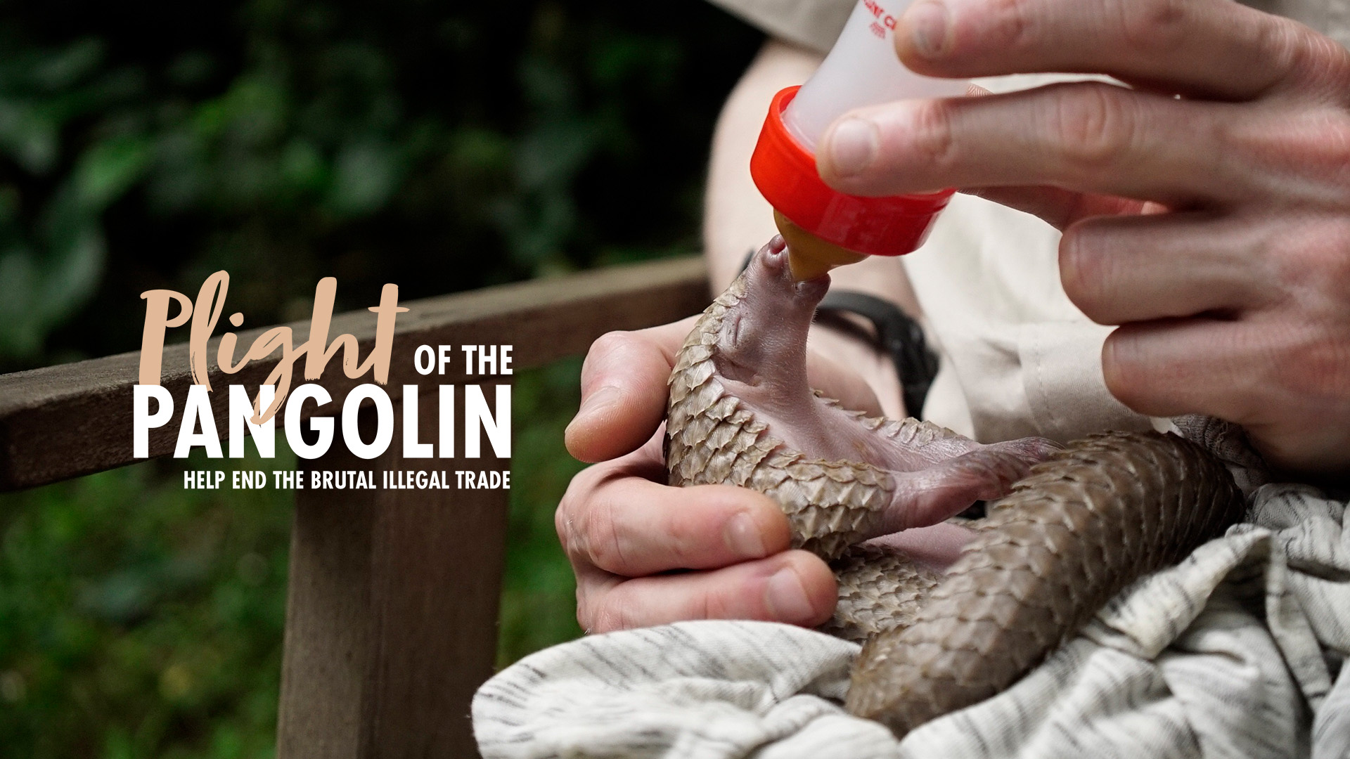 A photo of a baby pangolin being bottle fed with the words 'Plight of the Pangolin' overlaid