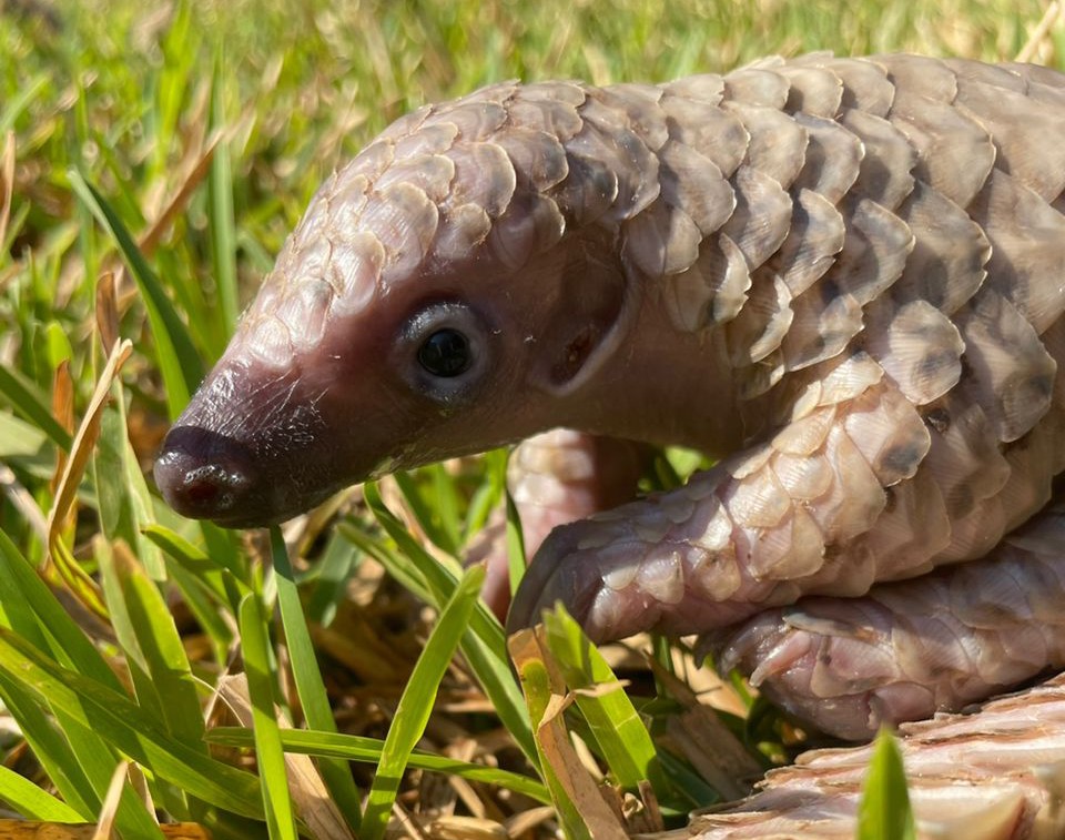 A close-up image of a baby pangolin standing on long green grass