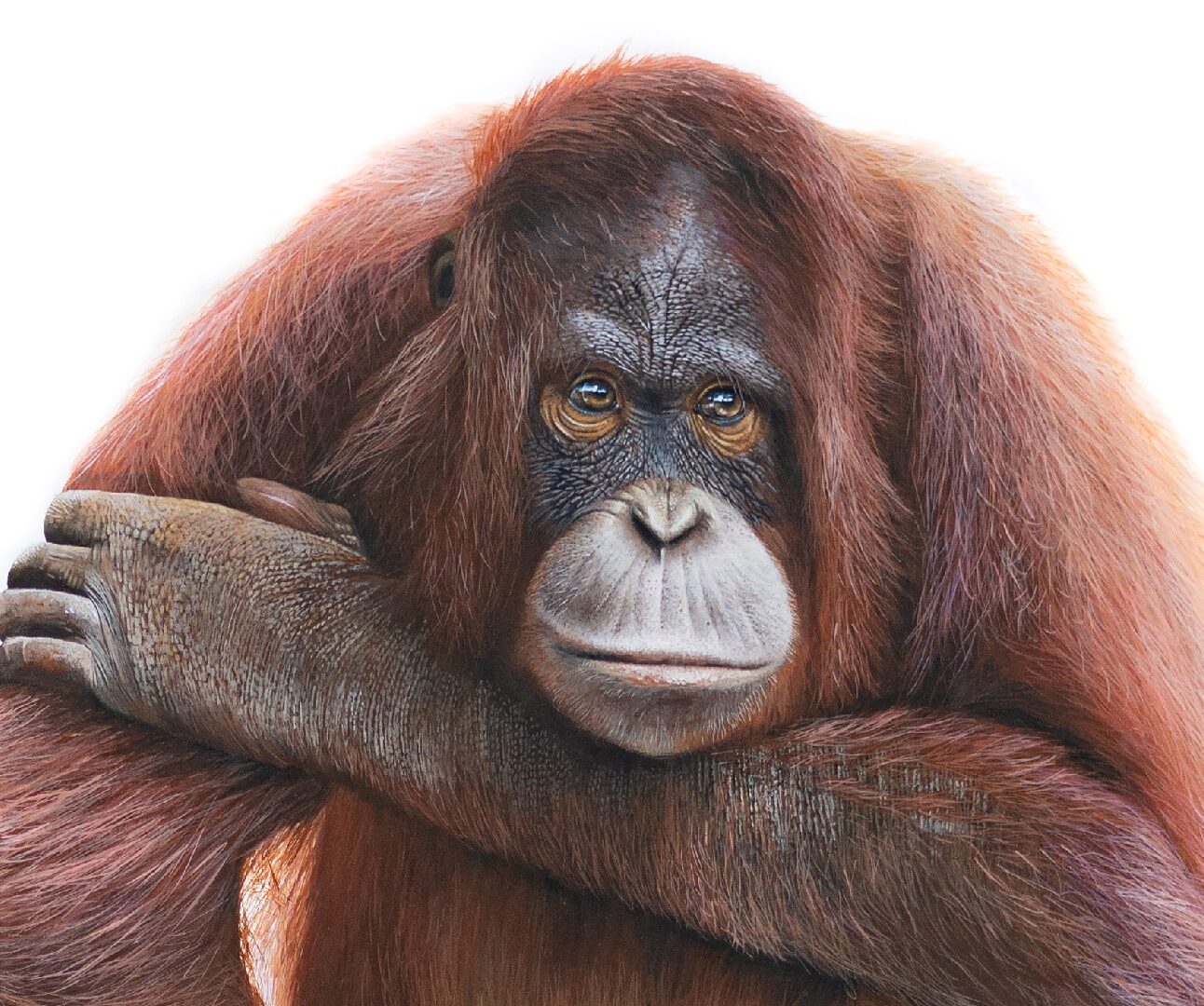 A beautiful pencil drawing of a sad-looking orangutan resting its head on its arm