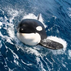 A young orca whale in the sae