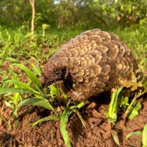 A little pangolin walking through a patch of grass and plants