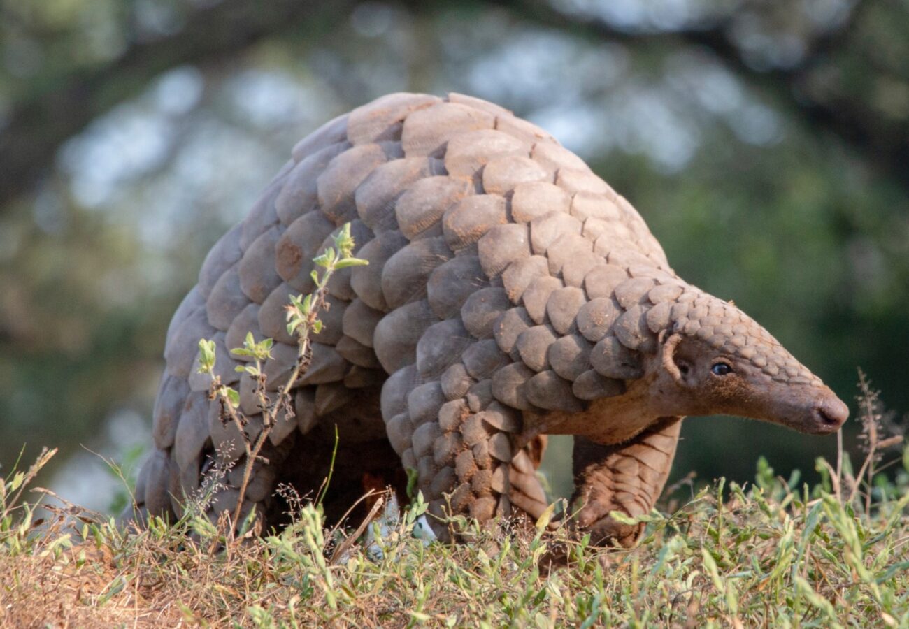 A pangolin walking across a grassy plain