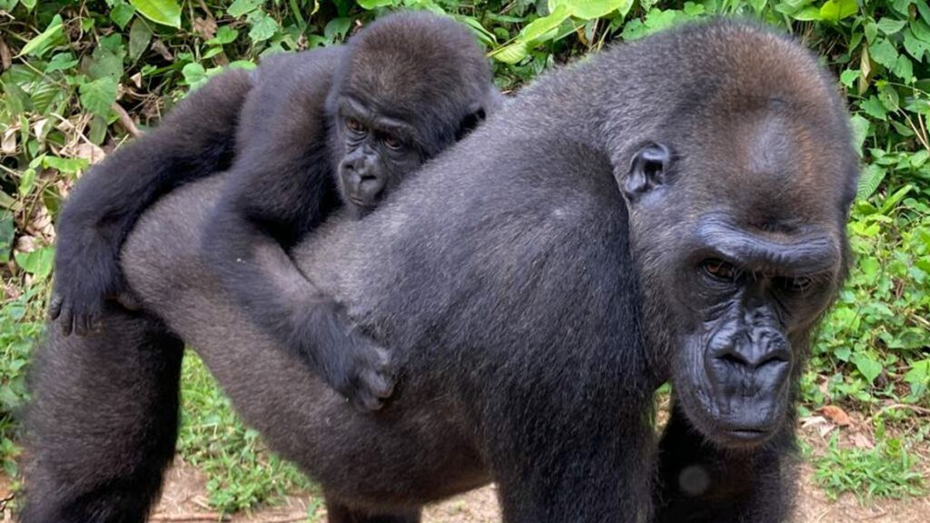 A young adult gorilla carrying an infant on her back