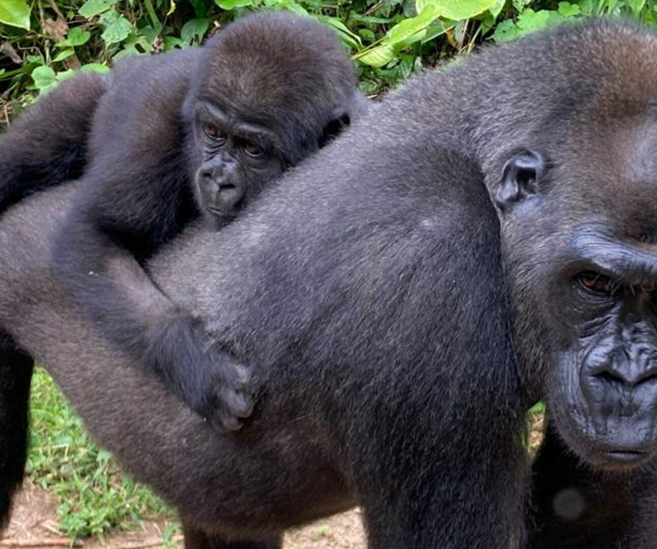 A young adult gorilla carrying an infant on her back