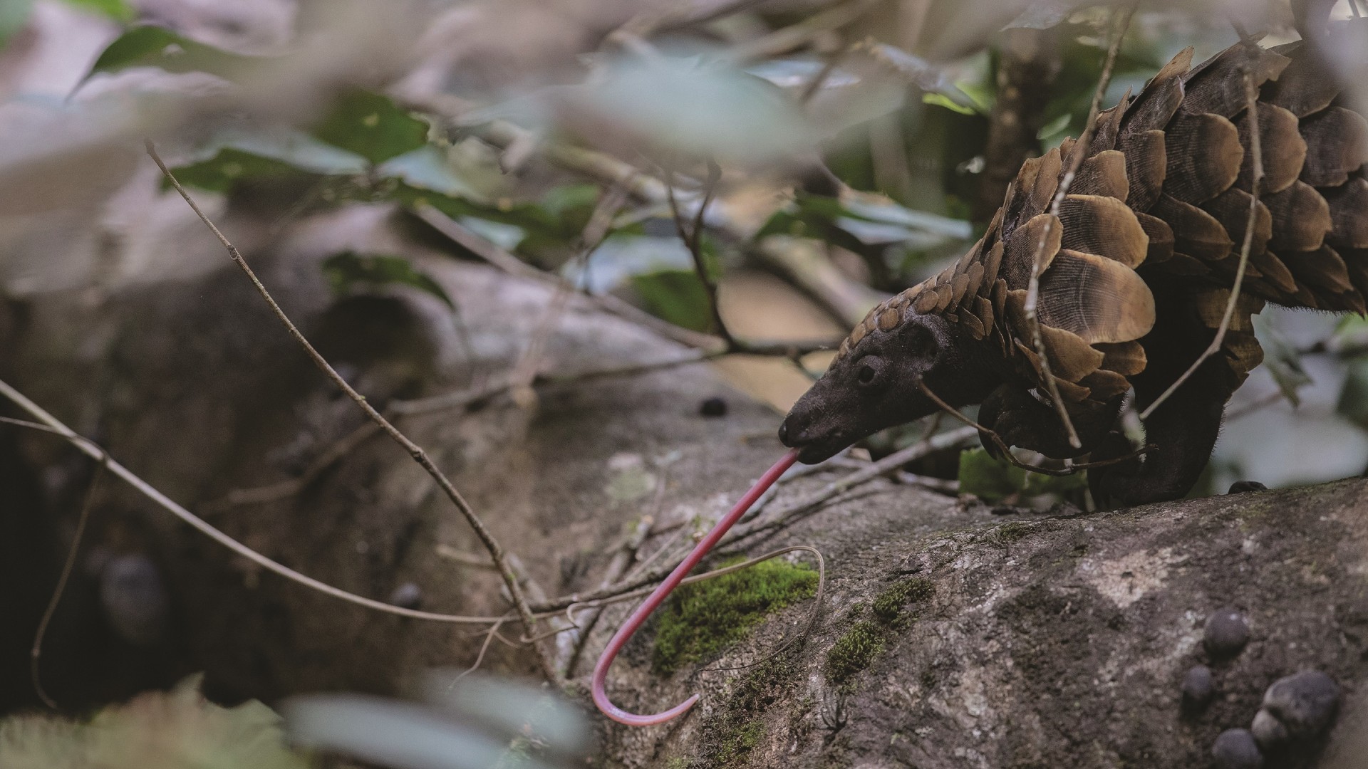 A pangolin standing on a fallen tree trunk with its tongue fully extended, licking moss