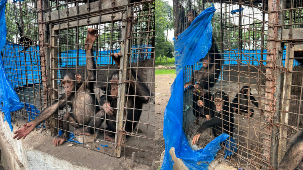 Two images of chimpanzees at Kinshasa zoo, reaching through the metal bars of a small and dirty enclosure with blue plastic wrapping around the outside