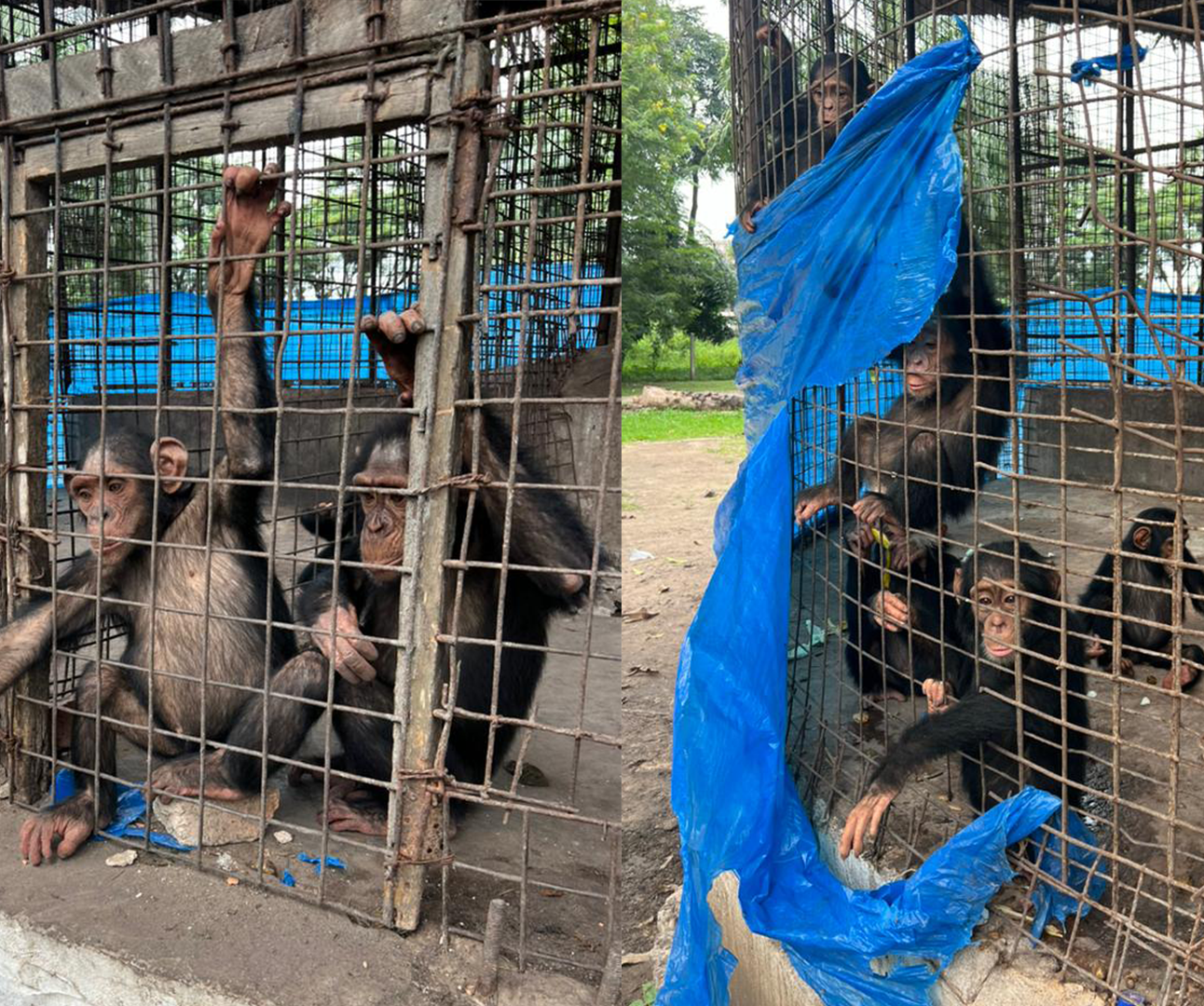 Two images of chimpanzees at Kinshasa zoo, reaching through the metal bars of a small and dirty enclosure with blue plastic wrapping around the outside