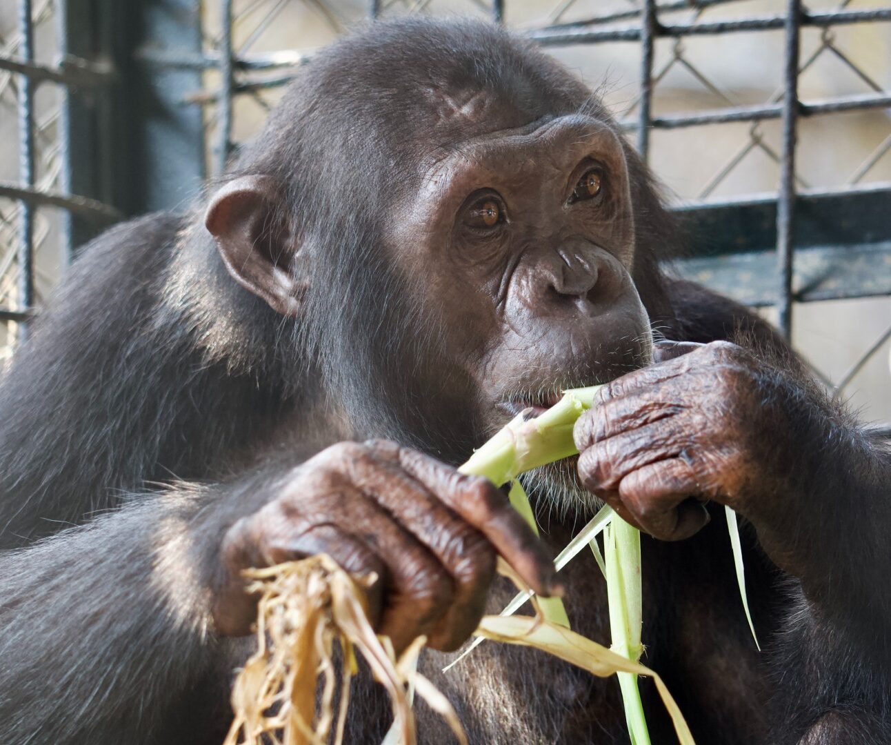 A rescued chimpanzee eating leaves while sitting inside a hospital pen