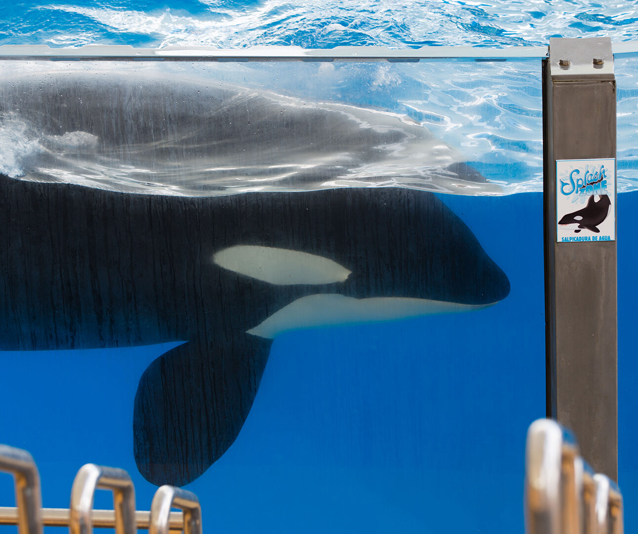 An orca swims alongside the glass of an aquarium tank