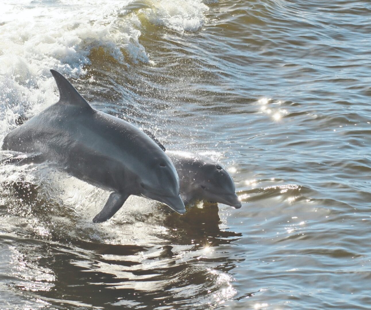 Mother and calf dolphins racing together through the waves of the ocean