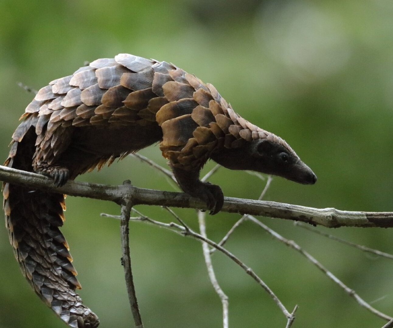 A pangolin climbing across a tree branch with greenery in the background