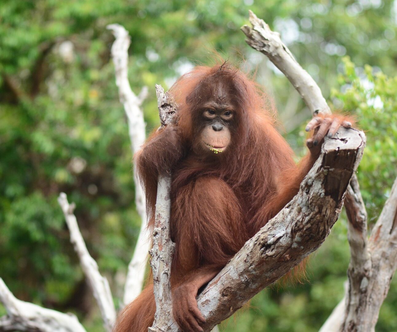 An orangutan sitting high up in the branches of a tree in a forest setting