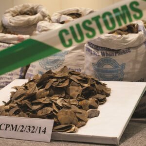 A pile of pangolin scales with green and white 'customs' tape and three sacks of scales visible in the background.