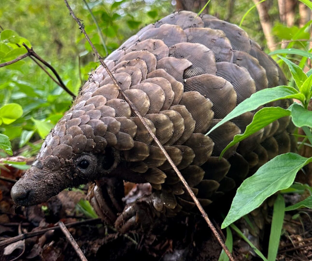 A pangolin nestled in long grass and undergrowth