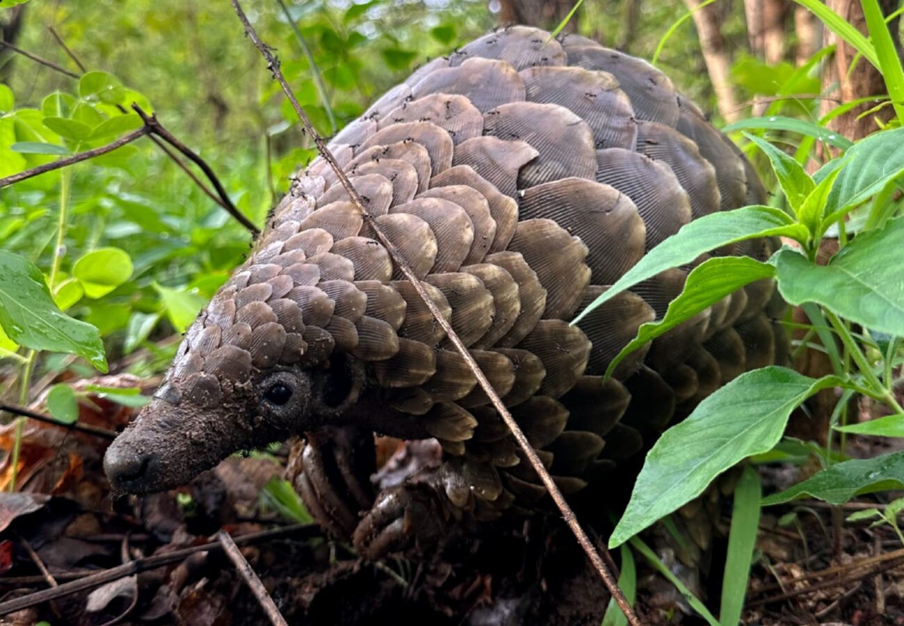 A pangolin nestled in long grass and undergrowth