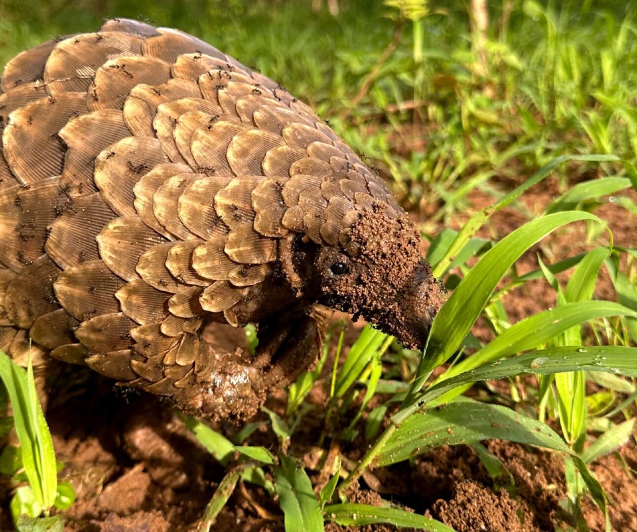 A pangolin walking through grass and small plants