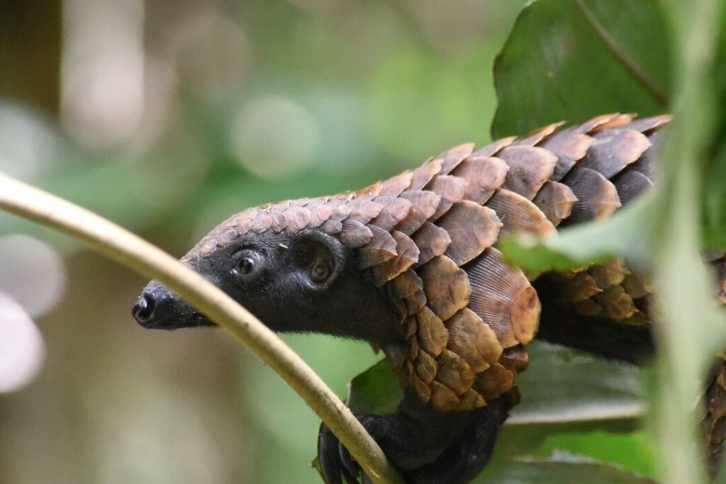 A close-up photo of a black-bellied pangolin