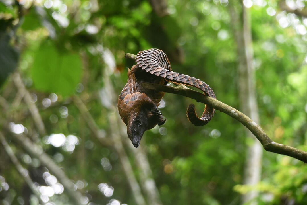 A pangolin high up in a tree with its tail wrapped around a branch