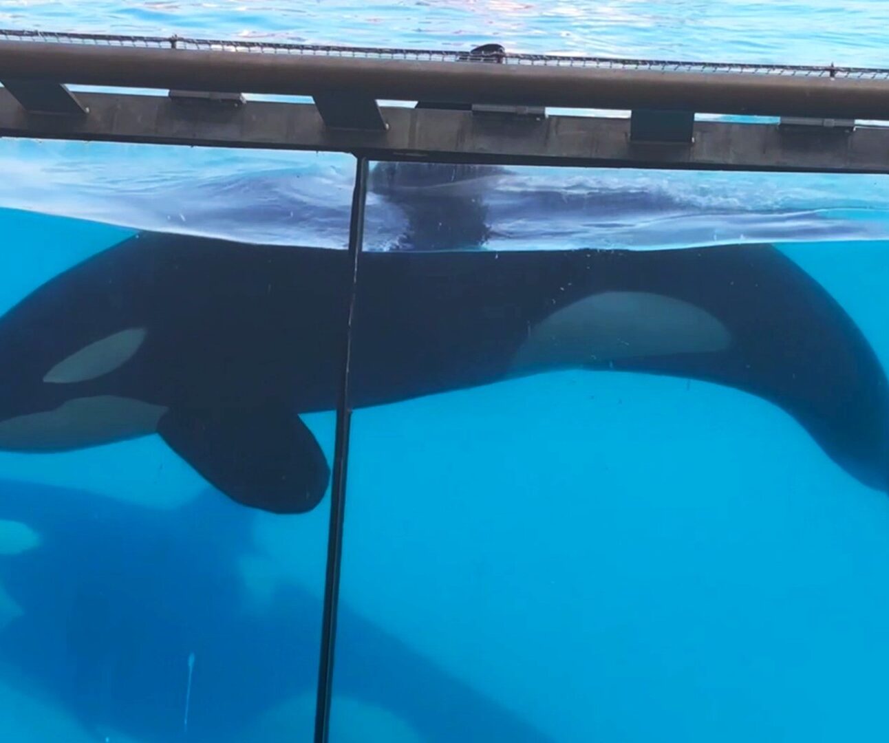 Two orcas swimming inside a glass fronted pool at Marineland