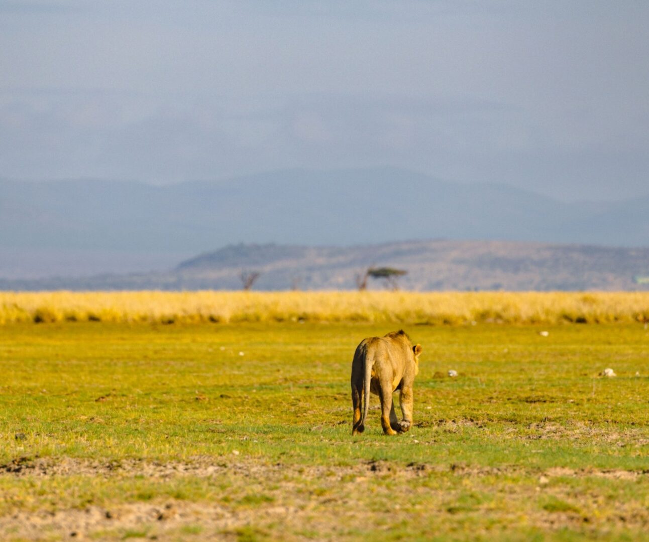 A wild lion walking across a vast African landscape