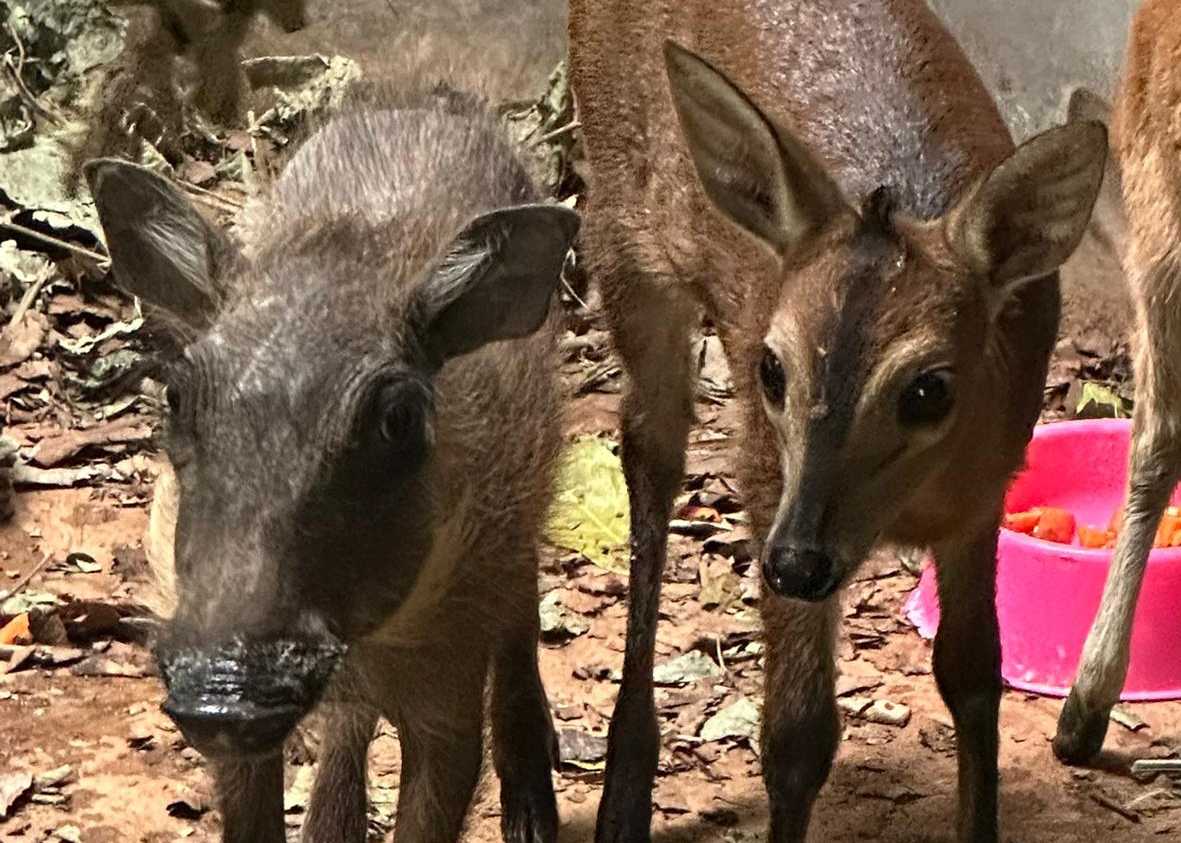 A young warthog stood next to a duiker